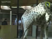 Beastiality Sex Movie - Giraffe attracts other Giraffe to take fuck